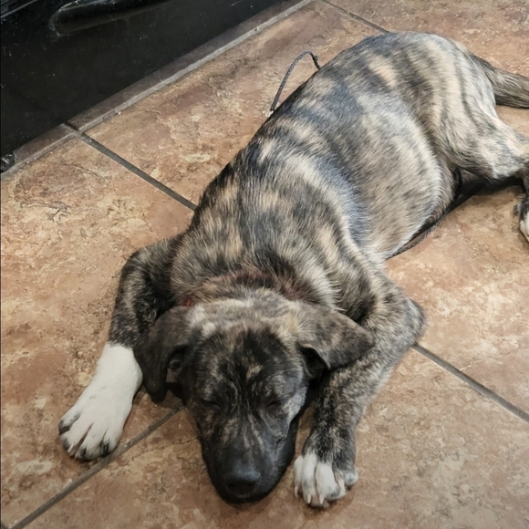 Meet your Posher, Stacy - Picture 1 of 1